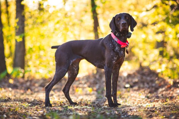 Complete Guide to All Black GSP: Traits, Training, and Care