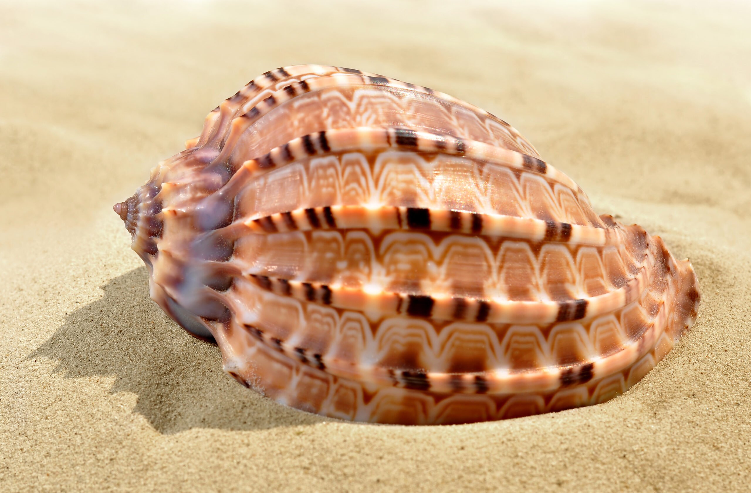 The Most Valuable Seashells in the World: Rare and Expensive Finds